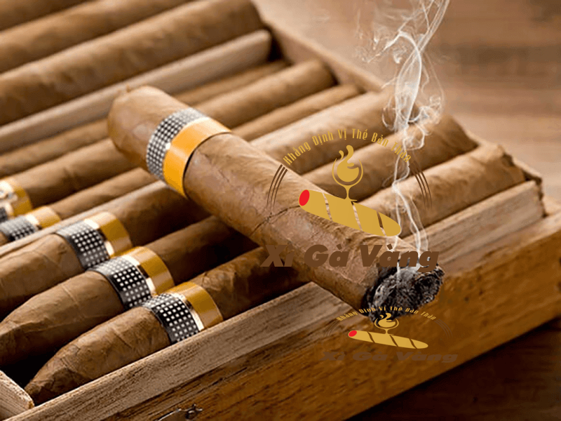 Xì Gà Vàng cung cấp nhiều dòng xì gà đẳng cấp